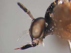 Dioctria bicincta - Kopf - lateral