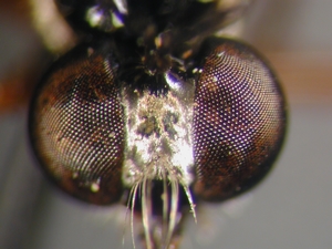 Dioctria bicincta - head - frontal