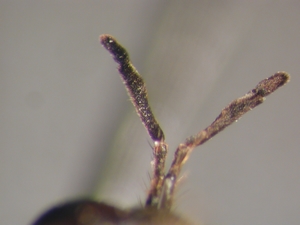 Dioctria bicincta - Antenna