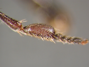 Dioctria bicincta - hinterer Metatarsus