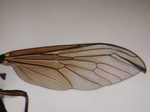 Dioctria bicincta - Flügel