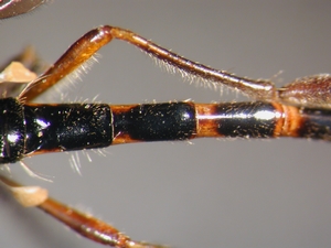Dioctria bicincta - Abdomen - dorsal