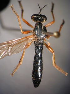 Dioctria cothurnata - dorsal