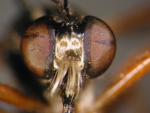 Dioctria cothurnata - female