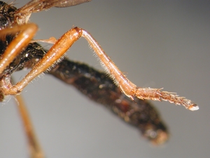 Dioctria cothurnata - female