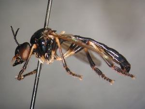 Dioctria cothurnata - male