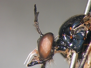 Dioctria cothurnata - head - lateral