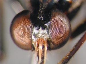 Dioctria cothurnata - head - frontal