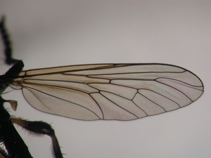 Dioctria cothurnata - Wing