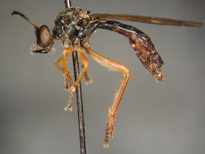 Dioctria flavipennis - female