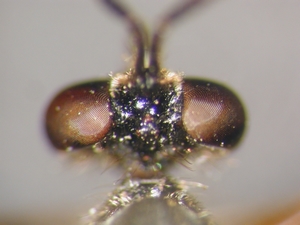 Dioctria flavipennis - head - dorsal