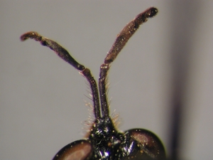 Dioctria flavipennis - Antenna