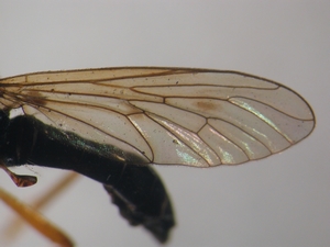 Dioctria flavipennis - Wing