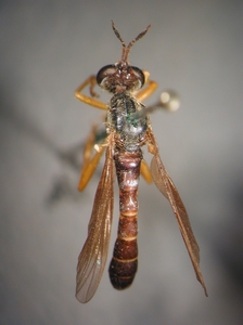 Dioctria flavipennis - male