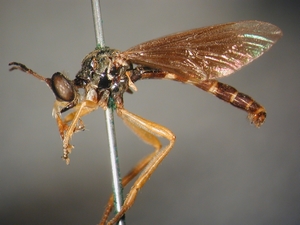 Dioctria flavipennis - lateral