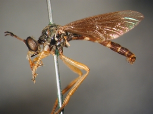 Dioctria flavipennis - male