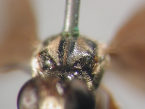 Dioctria flavipennis - Scutum - frontal