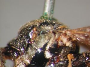 Dioctria flavipennis - Scutum - lateral