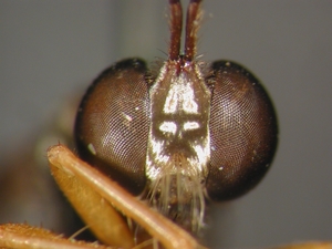 Dioctria flavipennis - male