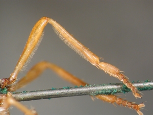 Dioctria flavipennis - male