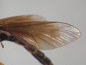 Dioctria flavipennis - male