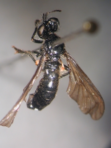 Dioctria harcyniae - dorsal