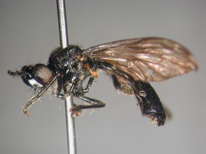 Dioctria harcyniae - female