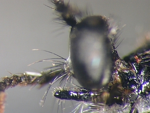 Dioctria harcyniae - head - lateral