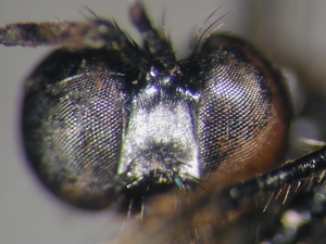 Dioctria harcyniae - head - frontal