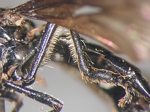 Dioctria harcyniae - female