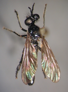 Dioctria harcyniae - dorsal