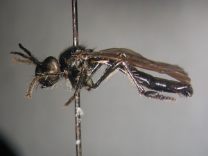 Dioctria harcyniae - male