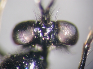 Dioctria harcyniae - head - dorsal