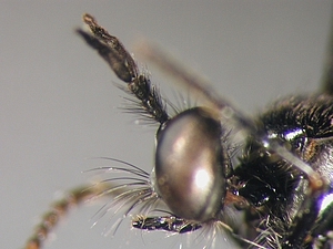 Dioctria harcyniae - head - lateral