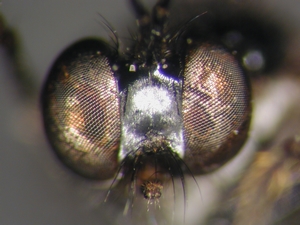 Dioctria harcyniae - head - frontal