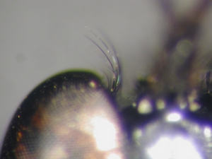 Dioctria harcyniae - dorsaler Augenwinkel
