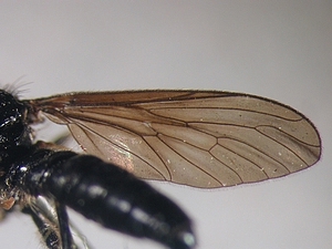 Dioctria harcyniae - Wing