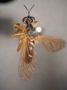 Dioctria humeralis - female