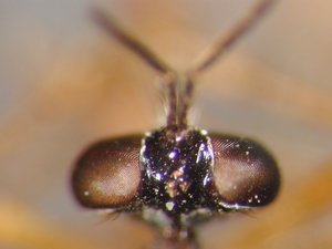 Dioctria humeralis - Kopf - dorsal
