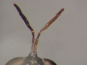 Dioctria humeralis - Antenne