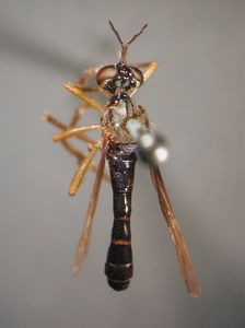 Dioctria humeralis - male