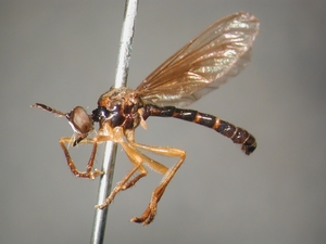 Dioctria humeralis - Männchen