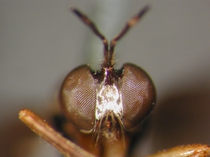Dioctria humeralis - Kopf - frontal