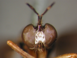 Dioctria humeralis - male