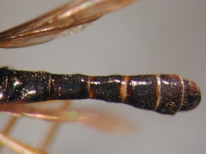 Dioctria humeralis - Abdomen - dorsal