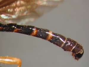 Dioctria humeralis - Abdomen - lateral