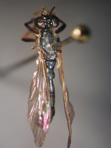 Dioctria hyalipennis - dorsal