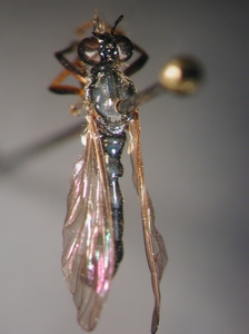 Dioctria hyalipennis - female