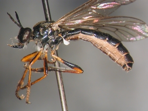 Dioctria hyalipennis - female