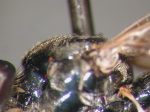 Dioctria hyalipennis - Scutum - lateral